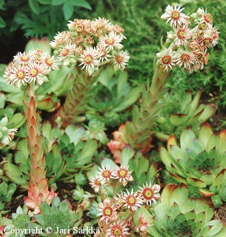 Sempervivum tectorum, kattomehitähti